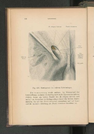 Fig. 481. Hintergrund des äußeren Leistenringes.
