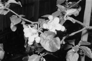 Halle. Obstbaumblüte beim Porzellanwerk Lettin