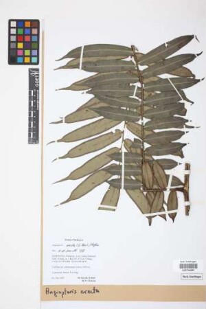 Angiopteris evecta (G.Forst.) Hoffm.