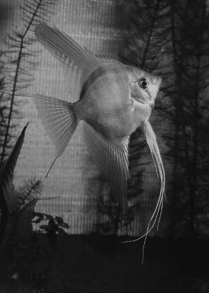 Archivfotografie "motive_tiere_zoo_fische_4030"