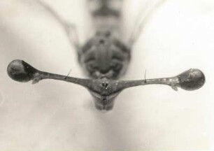 Afrikanische Fliege (Diasemopis silvatica). Kopfstück (Oberansicht, 6 : 1)