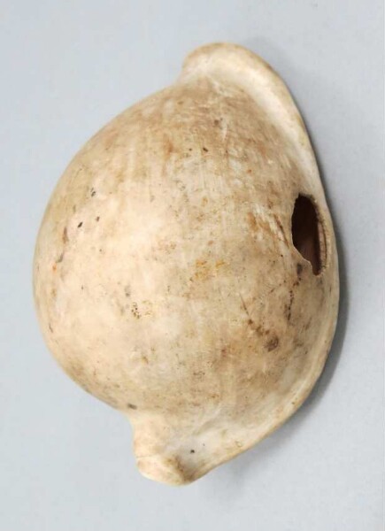 coquille d'escargot (ovula ovum)