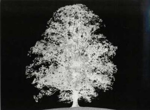 Baum, experimentell, Negativdruck