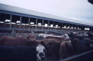 Fotografie: Tierproduktionsverfahren, Bullenmast, Verfahren, Betriebsgebäude, Funktionsbereich, Laufhof