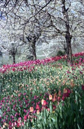 Mainau, Insel Mainau: Tulpenblüte und blühende Kirschbäume