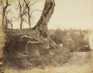 Vordergrundstudie: Terrain mit Wurzeln und Stämmen: Hohler Nussbaumstamm mit Wurzel und Terrain