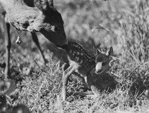 Rehe, Ricke mit Kitz