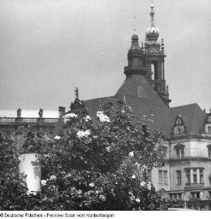 Dresden; Wenn in Dresden die Rosen blühen