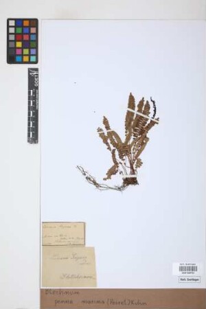Blechnum penna-marina (Poir.) Kuhn