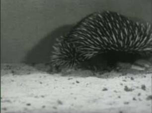 Tachyglossus aculeatus (Shaw u. Nodder) - Laufen