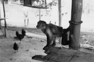 Reisefotos Karibik. Trinidad. Rhesusaffe (als Haustier?)