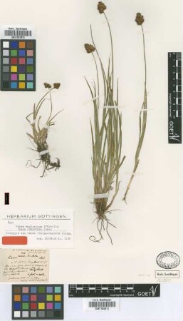 Carex incisodentata Steud. [isotype]