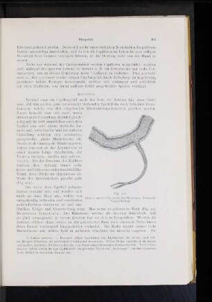 Arterien.