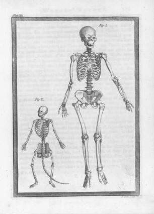 Plate XIX