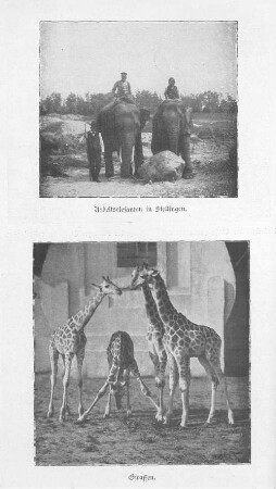 Arbeitselefanten in Stellingen. ; Giraffen.