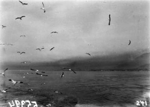 Seevögel : Blick auf das Meer vor Kapstadt mit Möwen
