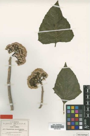 Eupatorium crassirameum B.L.Rob. [type]