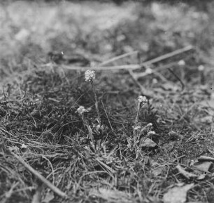 Gewöhnliche Katzenpfötchen : Gewöhnliche Katzenpfötchen (Antenneria diocia Gaertner).