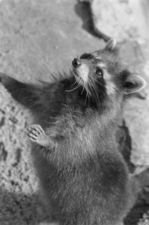 Reportage "Der Zoo wintert sich ein". Waschbär