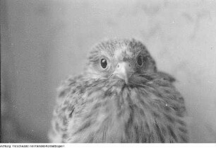 Heinrich Dathe mit Blindenhund, Laubfrosch unter Sonnenhut, junger Turmfalke, 1956