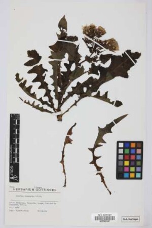 Sonchus congestus Willd.