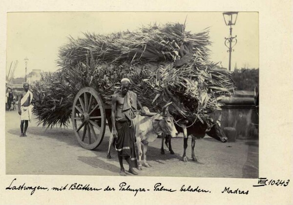 Lastwagen, mit Blättern der Palmyra-Palme beladen