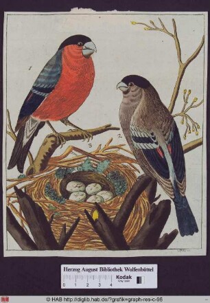 Dompfaff-Männchen und Dompfaffweibchen am Nest.