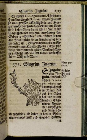 372. Singrün. Ingrün. - 380. Ingber.