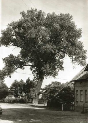 Maust (Teichland-Maust). Unter Naturschutz stehende Pappel (Populus nigra) an der Maustmühle