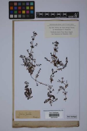 Galium saxatile L.