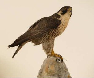 Wanderfalke, Falco peregrinus, weiblich