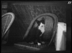 Kairo (Ägypten): Katze auf einem Korbstuhl ("Kater Mustapha im Restaurant Alphons")