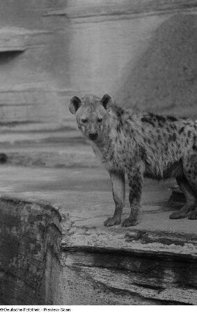 Hyäne im Zoo