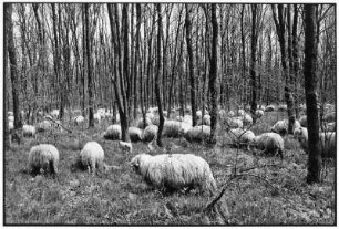 Maramures. Schafherde zwischen Bäumen