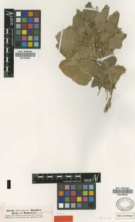 Salvia kurdica Boiss. & Hohen. ex Benth. [isotype]