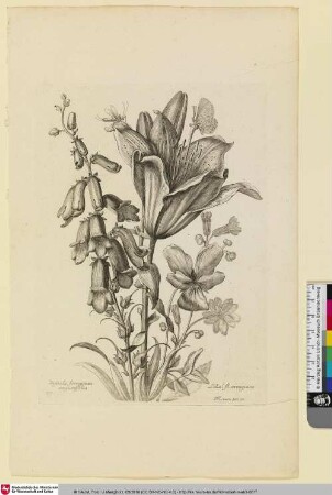 Digitalis ferruginea angustifolia; Lilius fl. orengiaco