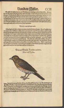 Von der Winsel. Turdus minor, Illas vel Tylas.