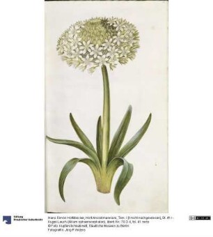 Horti Anckelmanniani, Tom. I [II nicht nachgewiesen], Bl. 41r - Kugel-Lauch (Allium sphaerocephalon)