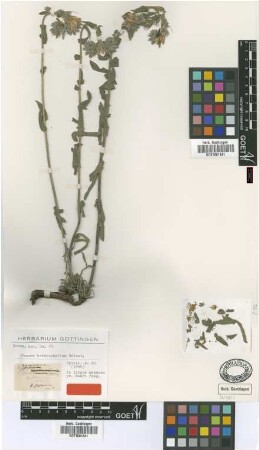 Onosma heterophyllum Griseb. [type]