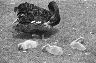 Nachwuchs bei den Trauerschwänen im Karlsruher Stadtgarten