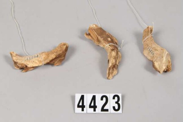 Kava root
