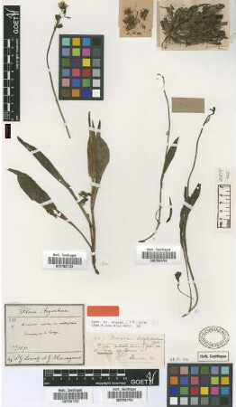 Hieracium sordidum Griseb. var. Griseb. subfrigidum[type]