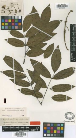 Swartzia cardiosperma Spruce ex Benth. [type]