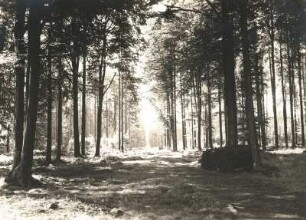 Sächsische Schweiz. Bielatal. Buchenwald oberhalb der Bennohöhle