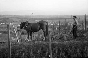 Ihringen: Pflug mit Pferd zwischen Weinreben