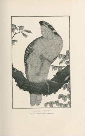 Buse sur une branche (D'apres le "Tshiahin Gouatou" de Hokousai)