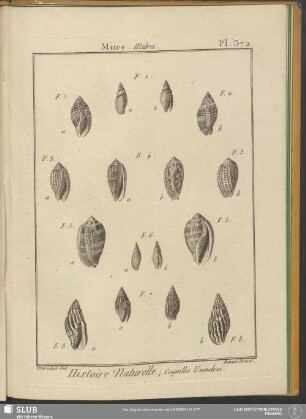 Pl. 372. Mitre. Mitra