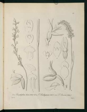 198r-198v, Prasophyllum hians...