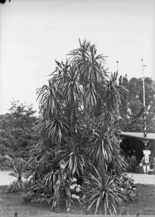 "Dame unter Palmgruppe"