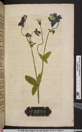 Ackeley. D. E. G. [Akelei, Aquilegia]